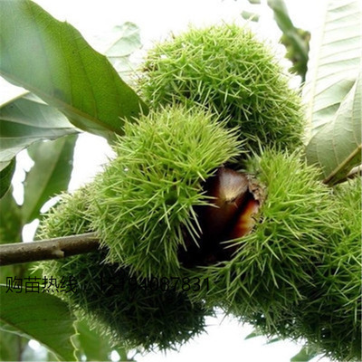 节节红板栗苗 板栗树 板栗嫁接苗 1年2年3年生板栗果树苗