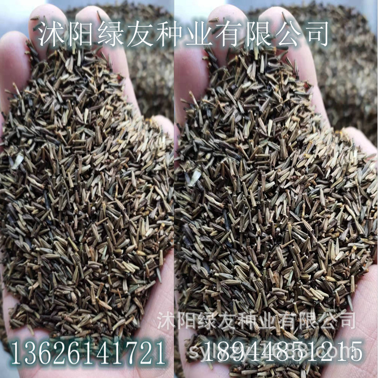 批发观赏草花除虫菊种子除虫菊