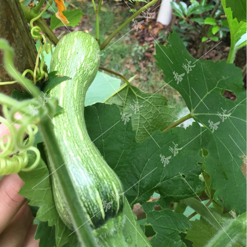 七叶早南瓜种子 极早七叶糙南瓜 5克 早熟南瓜 吊瓜 四季蔬菜种子