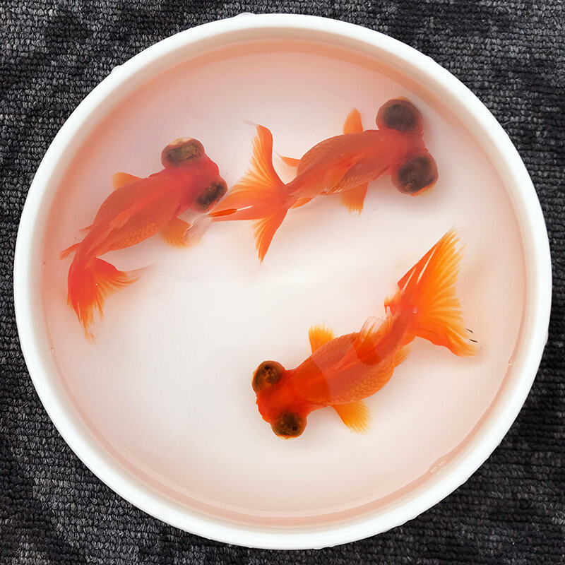 观赏小金鱼 上海活体宠物小金鱼批发 上海观赏宠物鱼红龙睛金鱼