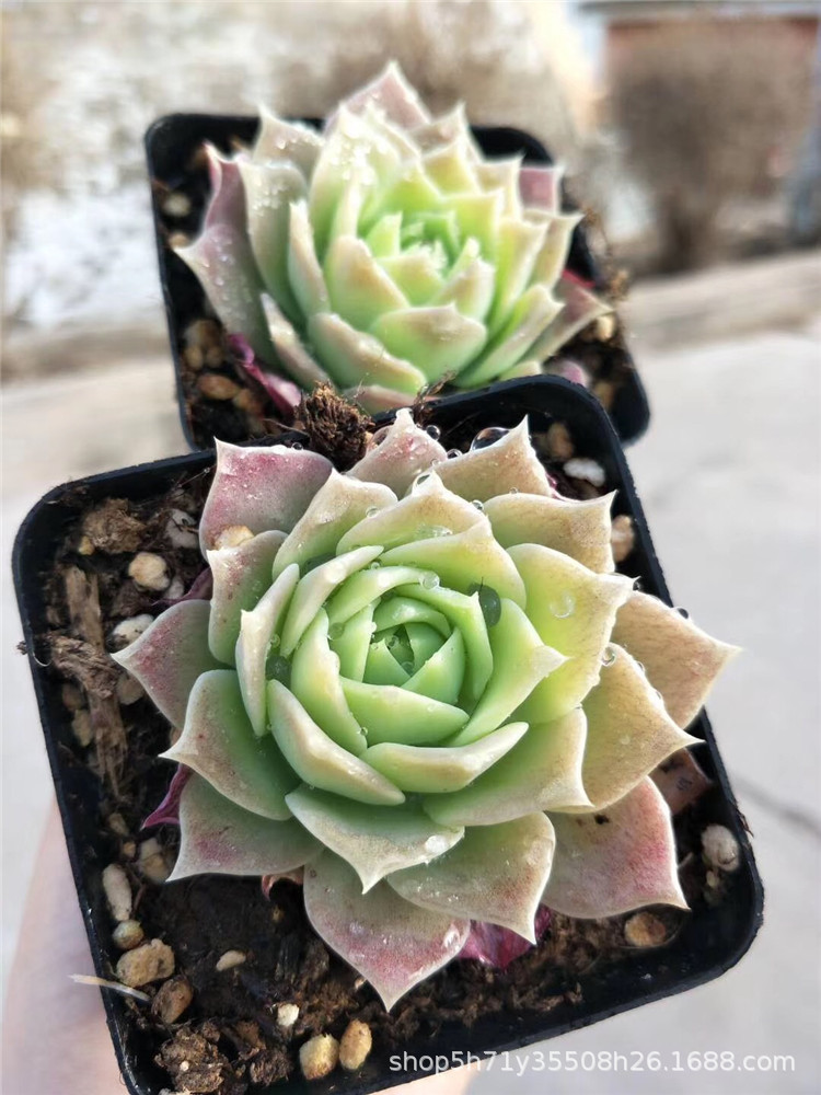 0889大棚特价批发多肉植物 梅格丽单头6cm左右多肉品种品相好限量