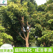 供应18-20cm石硖龙眼绿化树木 桂圆假植果树苗 园林树木绿色