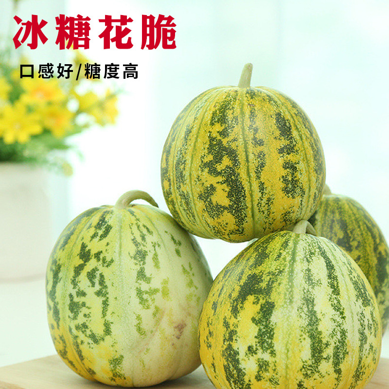 八里香飘香甜瓜种子花蜜甜瓜冰糖花脆甜瓜种籽花姑娘甜瓜黄皮绿肉