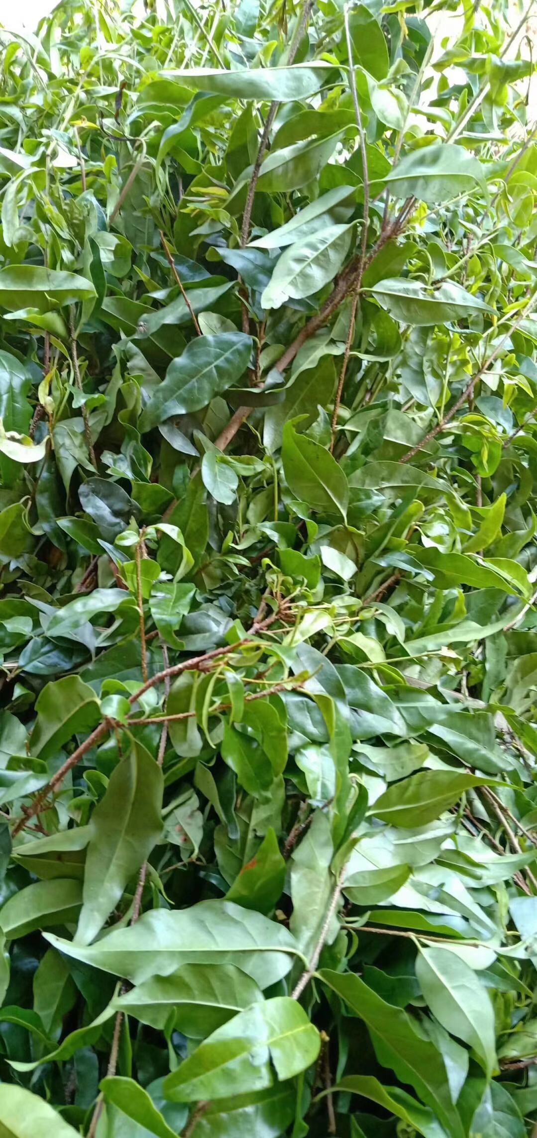 贵州余庆发酵野生小叶苦丁2019新茶特级袋泡200g茶新茶