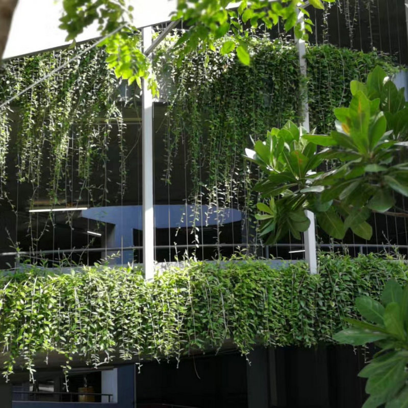 光耀藤室外绿墙垂吊植物金多利园艺直销-阿里巴巴