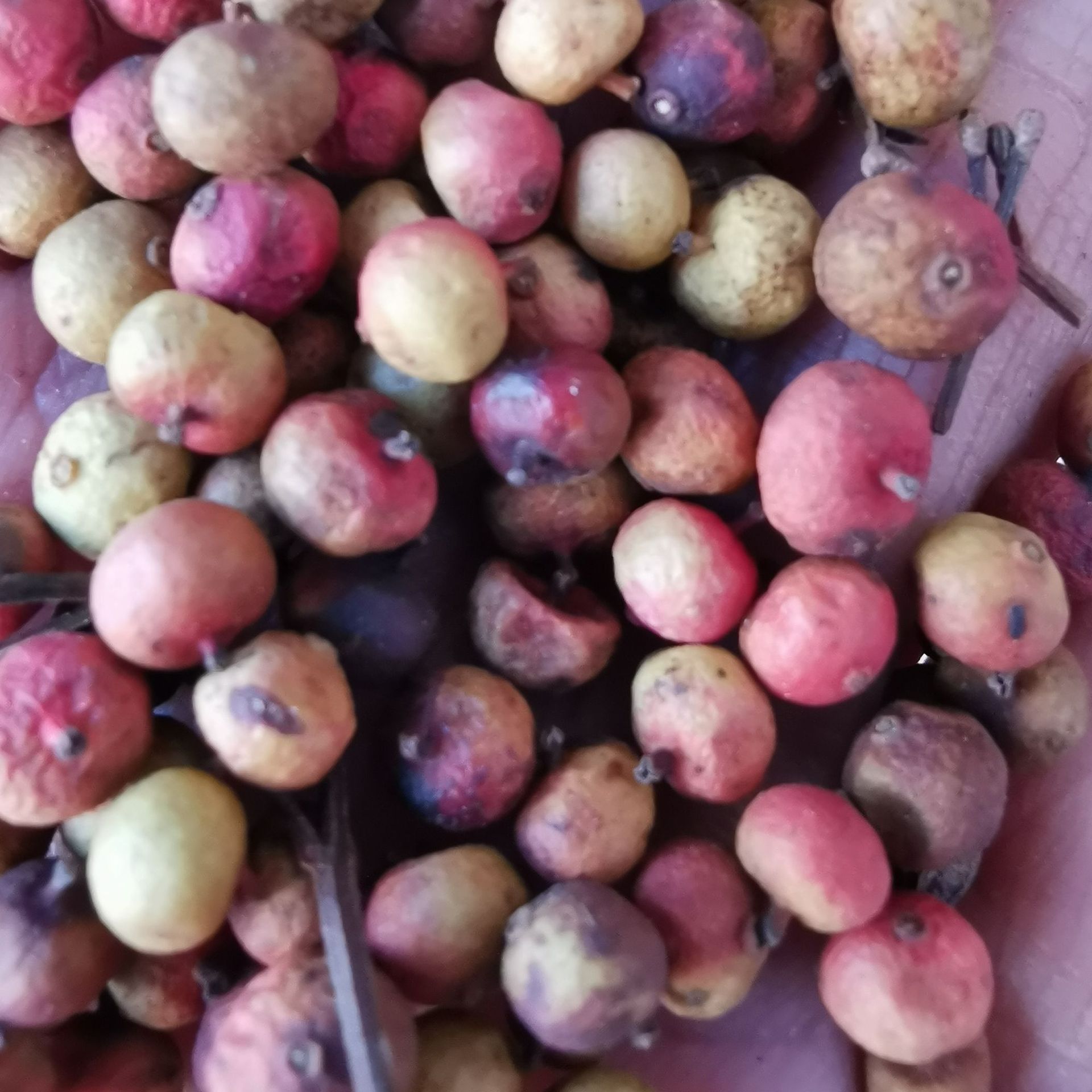 中药材山五味子 冷饭子 糯米果 老米酒 南烛子 墨饭叶籽 乌饭树籽