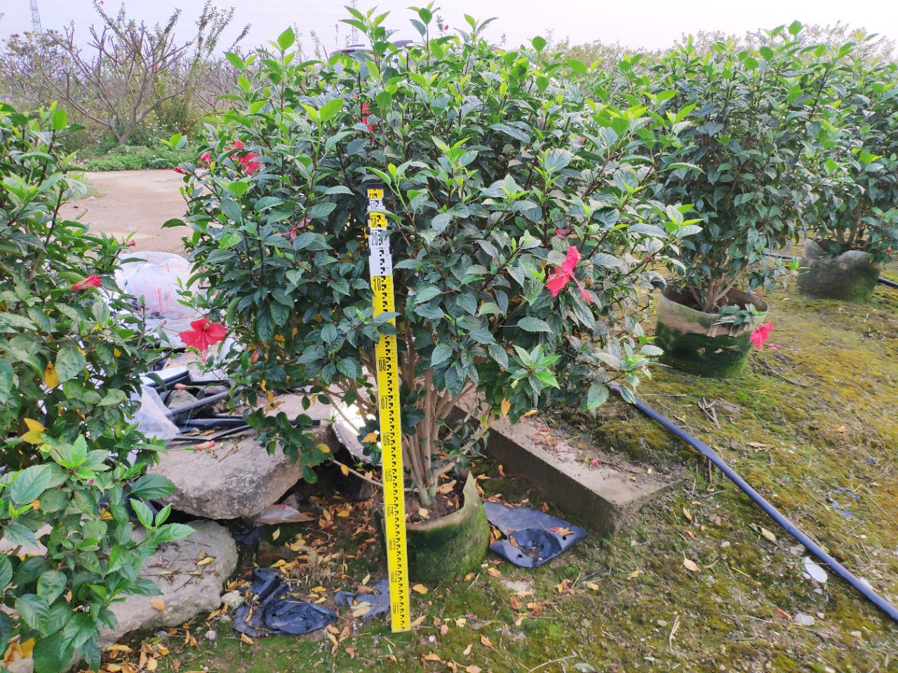 903供应 大红花球 1-2米袋苗 朱槿球 扶桑花球 道路 公园绿化球类