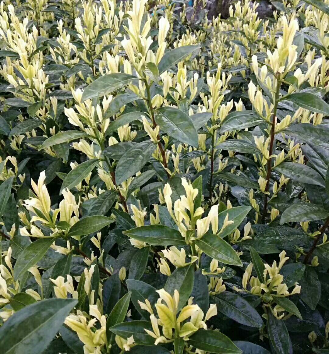 特早奶白茶苗批发 特早白茶苗 奶香白茶树苗 浙江茶叶苗基地直供