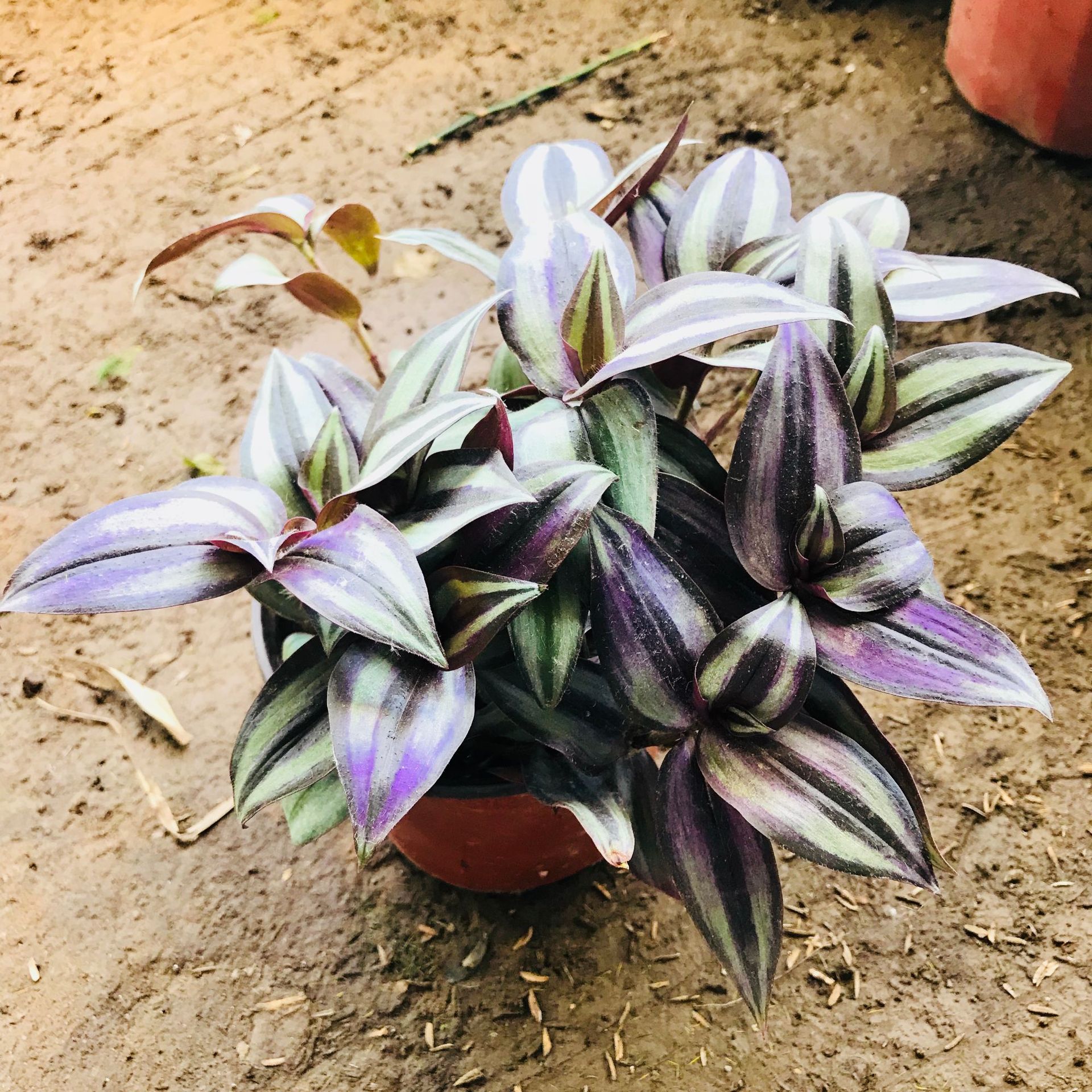 室内阳台四季常青垂吊植物吊竹梅 净化空气吸甲醛花卉盆栽吊竹梅