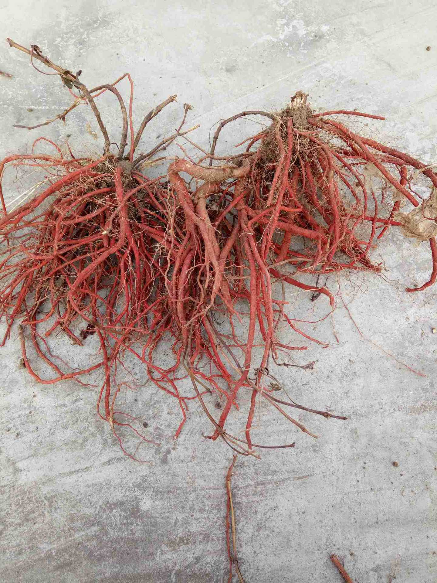 山东丹参产地直供丹参酮丹参酸含量高丹参茶丹参片红丹参