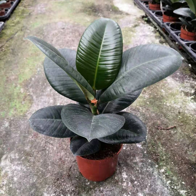 12厘米盆径绿金刚盆栽直销 室内花卉植物盆栽绿植 工程苗木乔木