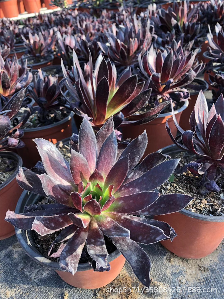 635精品多肉盆栽品种基地批发 孔雀法师小桩盆12cm多肉法师植物