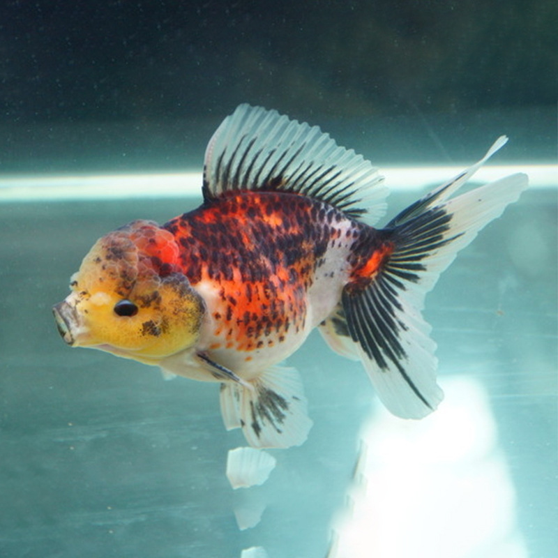 狮子头金鱼活体观赏鱼冷水鱼五花狮子头金鱼宠物小型金鱼