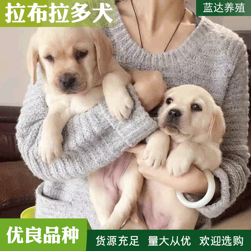 拉布拉多宠物狗活体 一手货源 拉布拉多幼犬价格 包运费-阿里巴巴