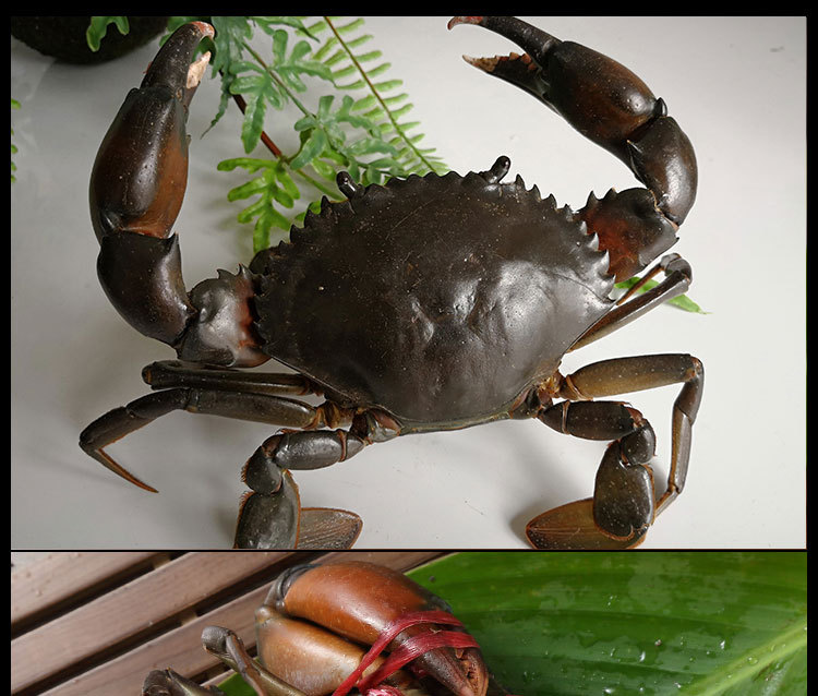 缅甸孟加拉青蟹鲜活野生肉蟹香辣蟹肉蟹煲d货2.5进口特大螃蟹包邮
