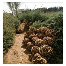 现挖现卖云杉 供应3米4米5米云杉树苗 云杉种植热卖中 常年供应