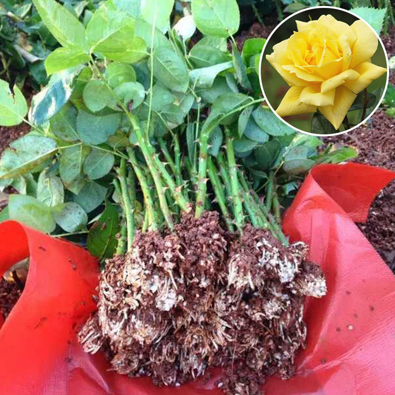 新品金香玉大花月季小苗 扦插黄金时代月季花苗绿化月季盆栽批发