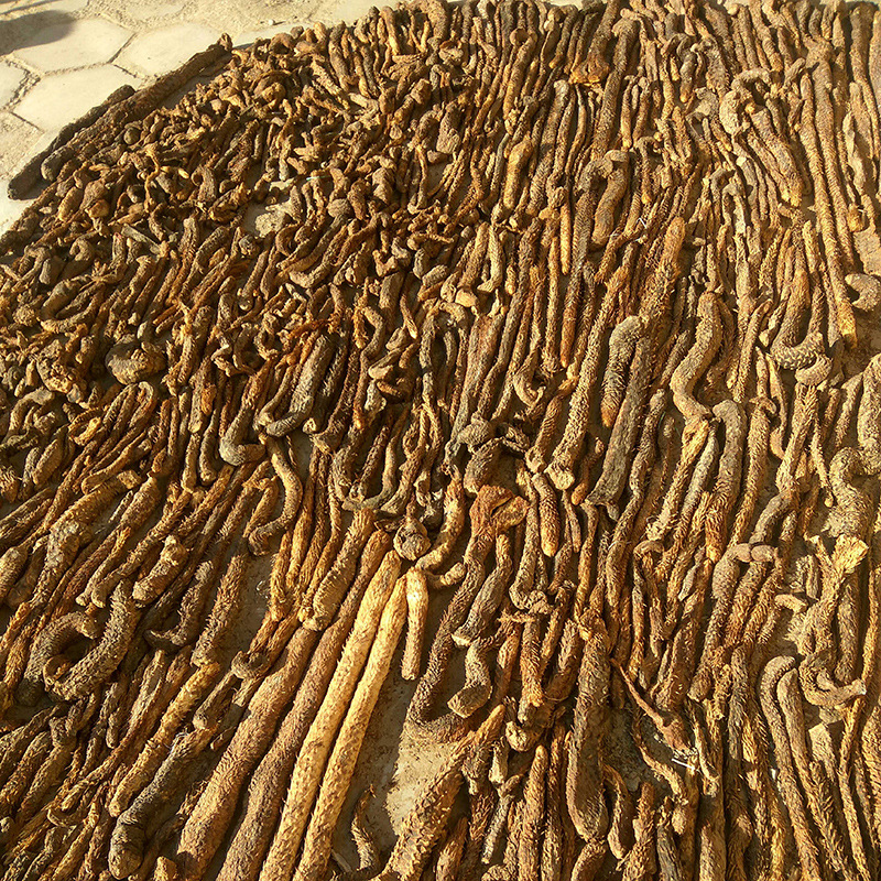 内蒙古牧民直供阿拉善当地软油苁蓉食用农产品整根肉苁蓉5根1斤