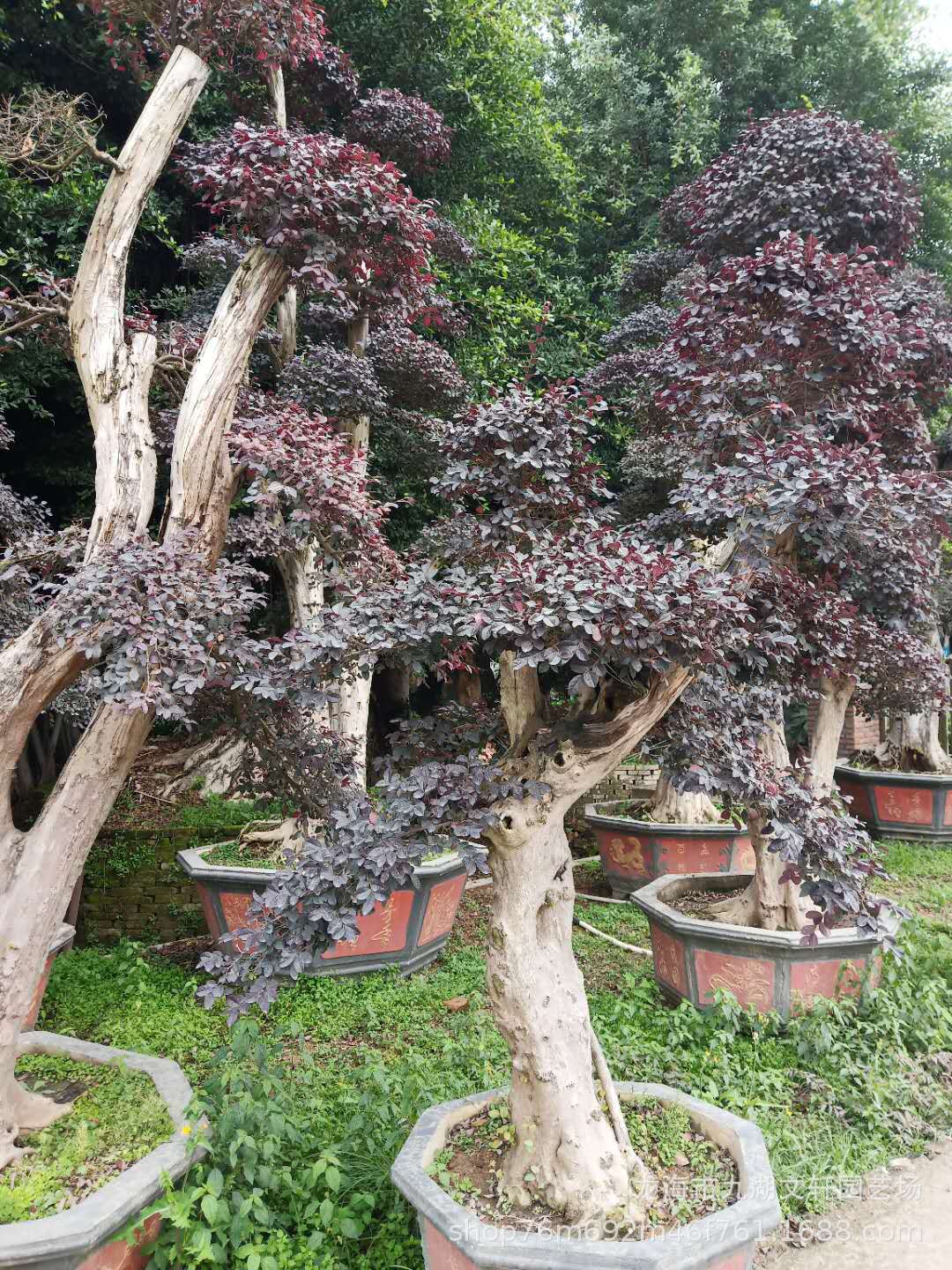 福建红叶石楠批发红叶石楠球价格红叶石楠绿化苗