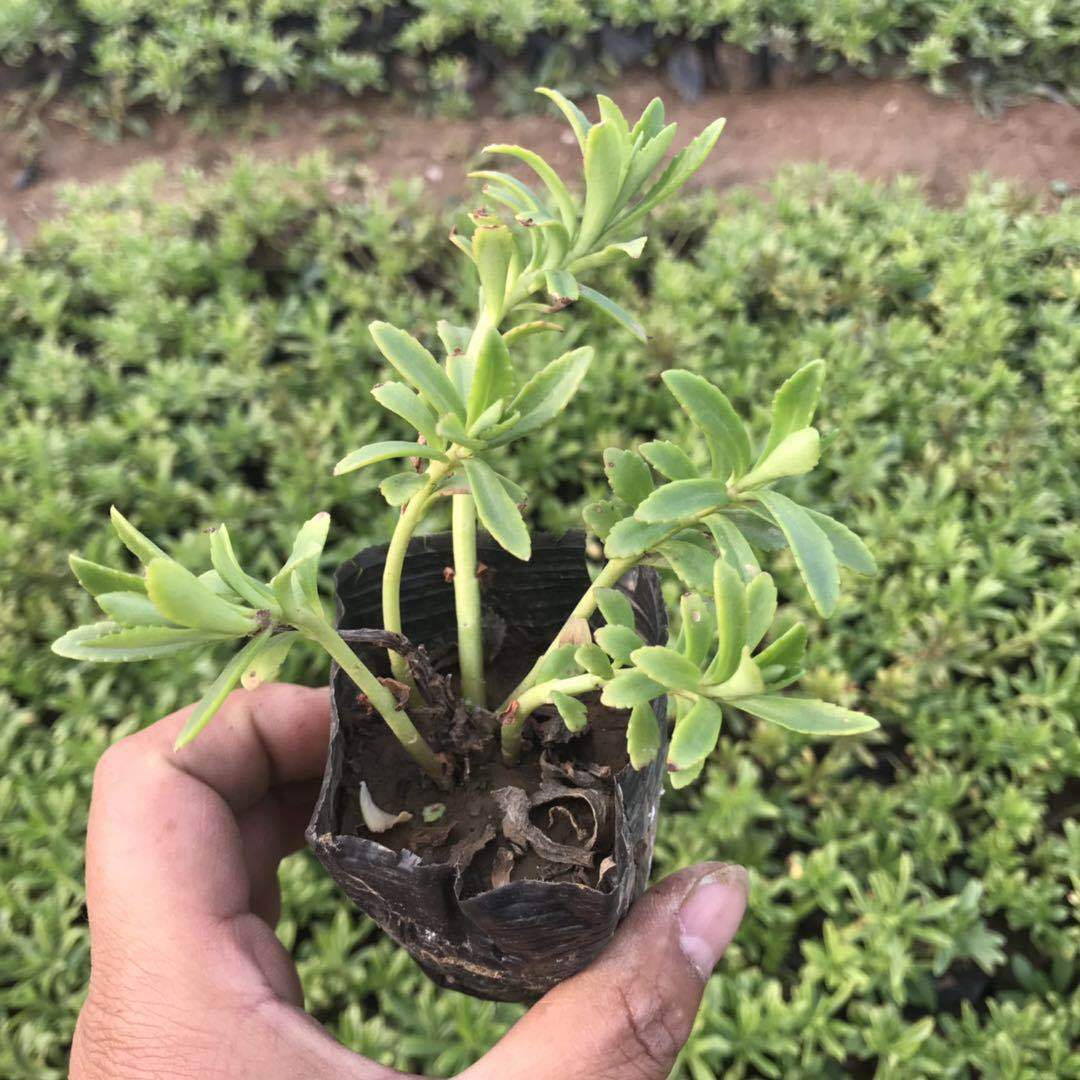 三七景天小杯苗 多芽红景天 带土发货 现挖现卖 三七地栽袋苗
