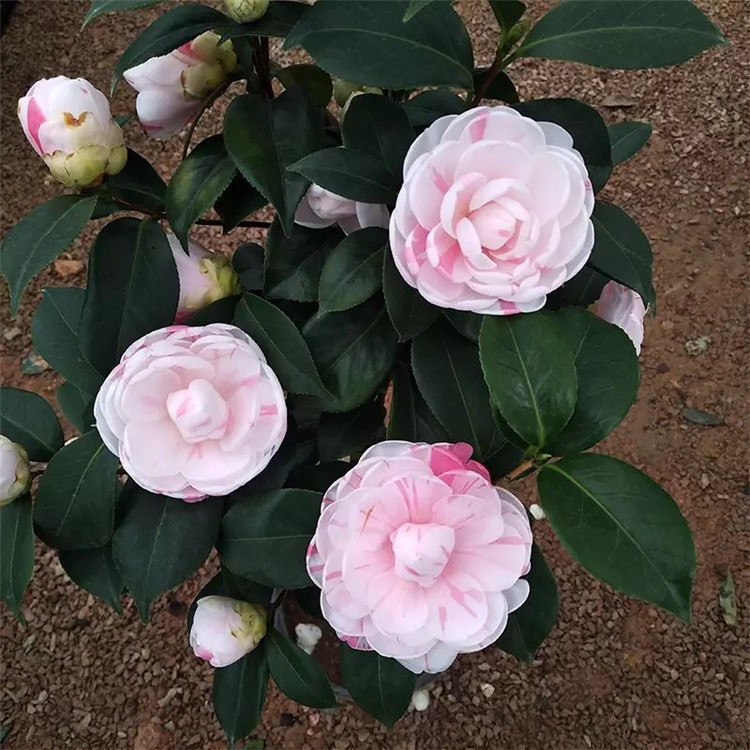 带花苞盆栽山茶花 十八学士茶花 小五彩茶花 六七十公分高