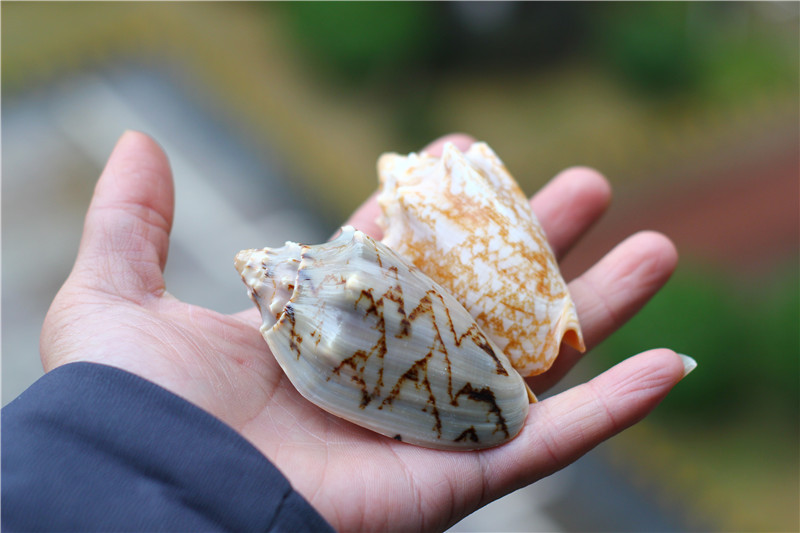 天然海螺贝壳帝王螺 鱼缸水族箱造景观装饰家居办公地台摆件