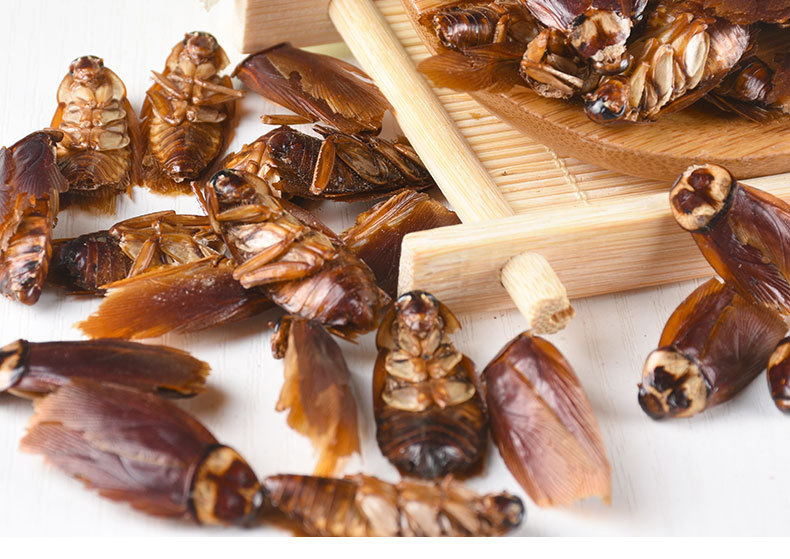 现货冷货批发零售中药材蟑螂干昆虫类中药优质货源产地直销可代发