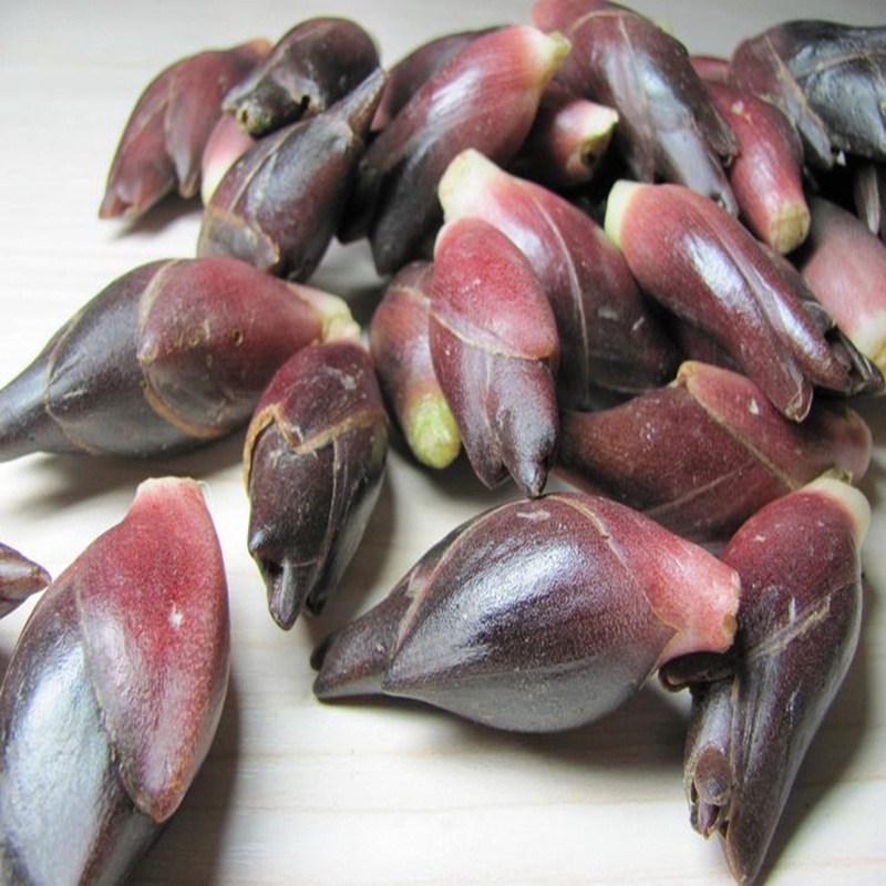 一件代发贵州野生新鲜洋荷姜现摘土阳荷洋鲜野菜洋合姜笋生阳藿