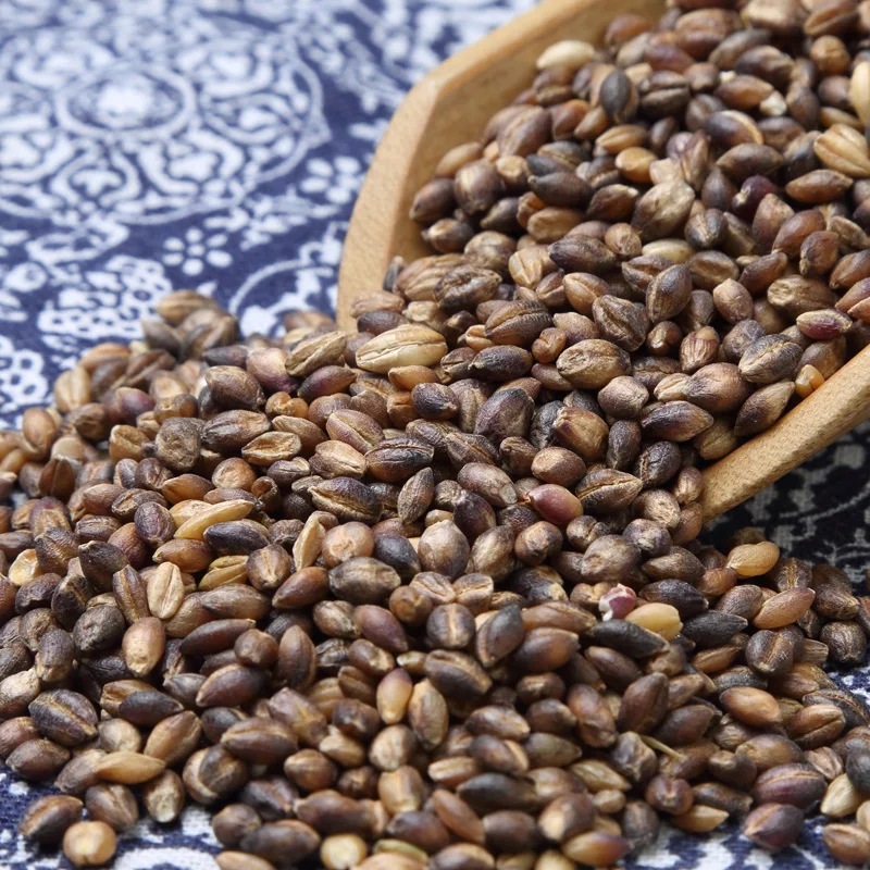 厂家直销去皮黑青稞米 青海黑青稞仁 五谷杂粮粗粮黑青稞袋装25kg