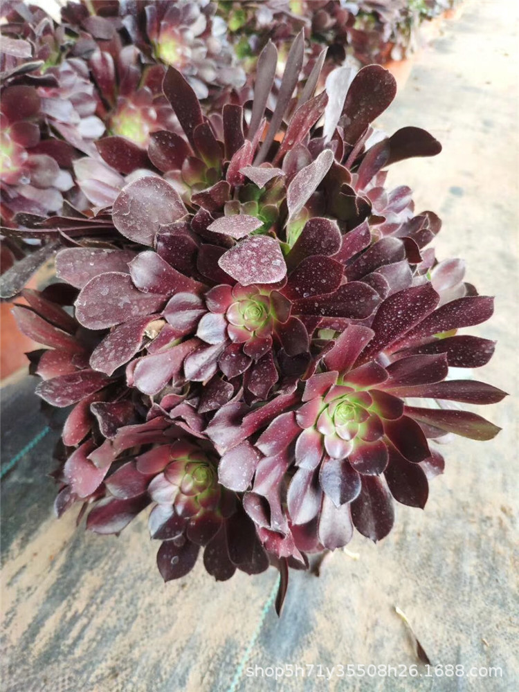 1634多肉植物大棚限量批发盆栽 欧版紫羊绒法师高30cm左右裸根发