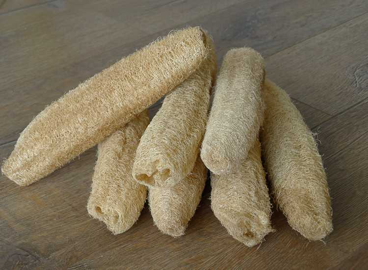 丝瓜络洗碗泰国丝瓜沐浴擦抹布去油污柔软丝瓜整根丝瓜瓤