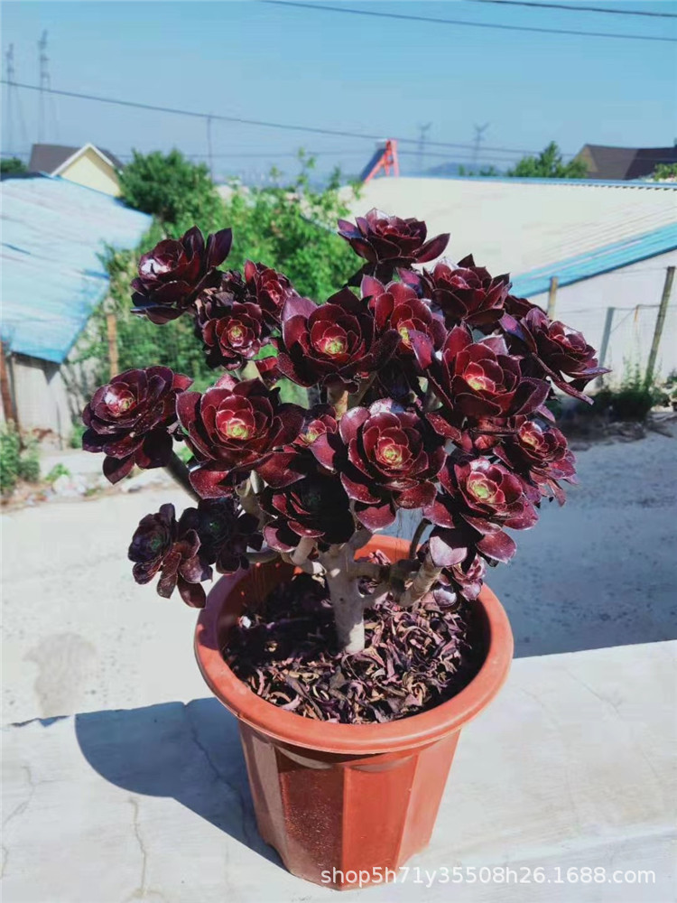 1800基地精品多肉法师限量批发 厚圆叶法师老桩高40cm左右品相美