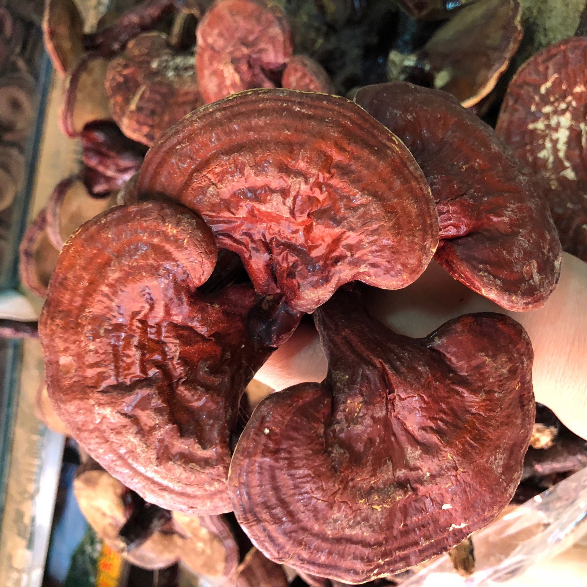 各种灵芝批发竹灵芝 黑灵芝 金边红灵芝 中药材产品