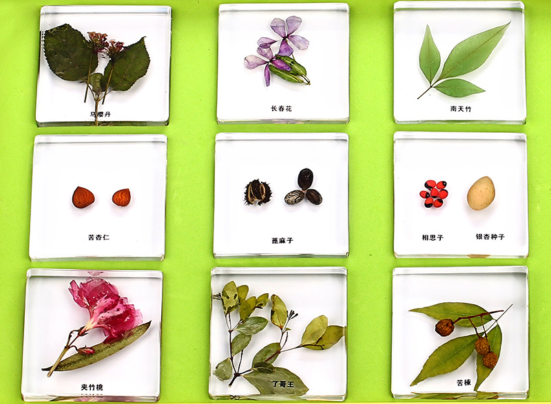 幼儿园科学区玩教具-有毒的植物套装标本(真实的植物)认知探索