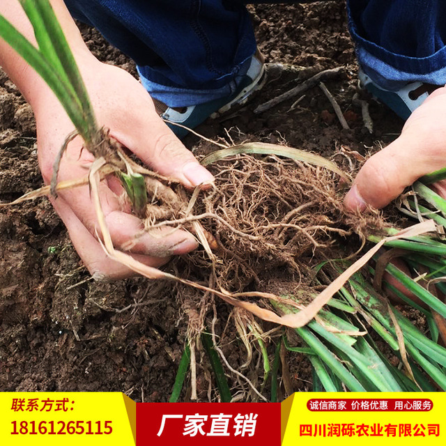 中药材石菖蒲种子石菖蒲苗石菖蒲批发套种间种*品种
