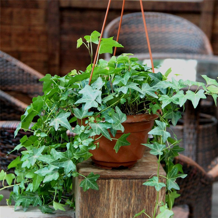 常青藤吊兰盆栽金边常春藤绿植除去苯净化空气吸甲醛爬藤植物