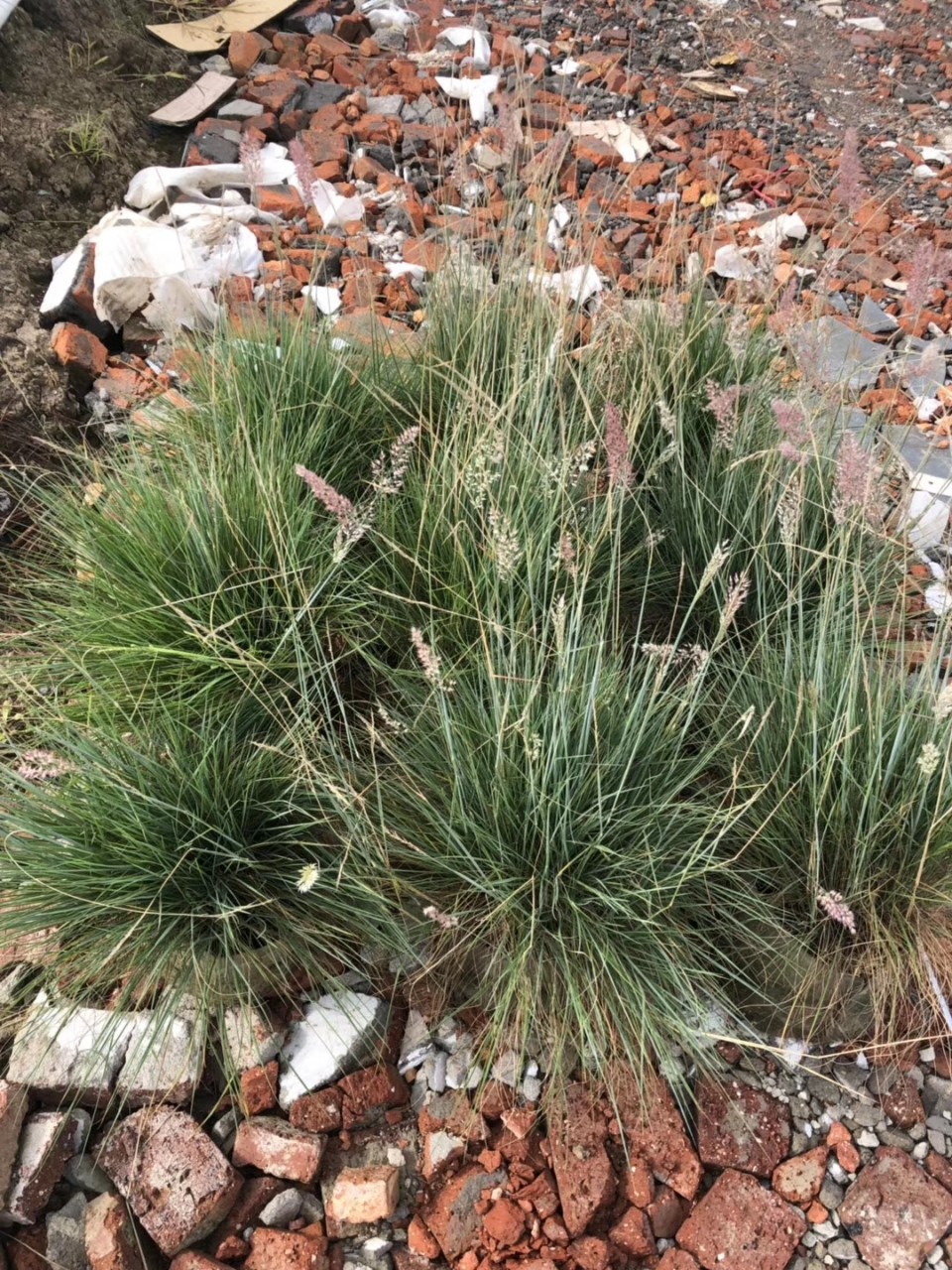 基地直销 银叶郎德木 银叶树 银叶板根 多规格 厂区乡村 绿化报价