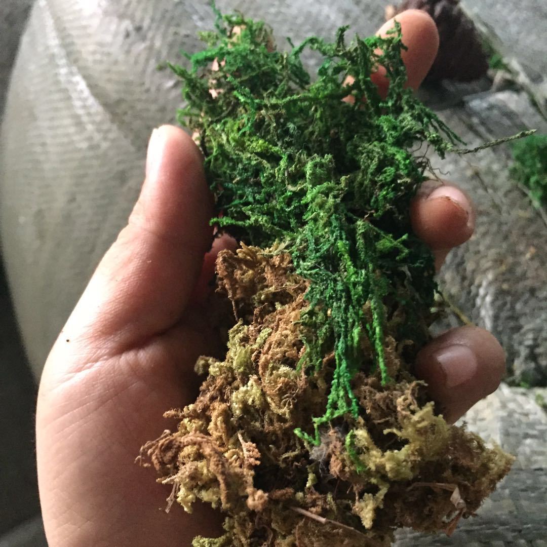 仿真苔藓草 假苔藓 仿真绿植花艺花卉材料 保鲜青苔草