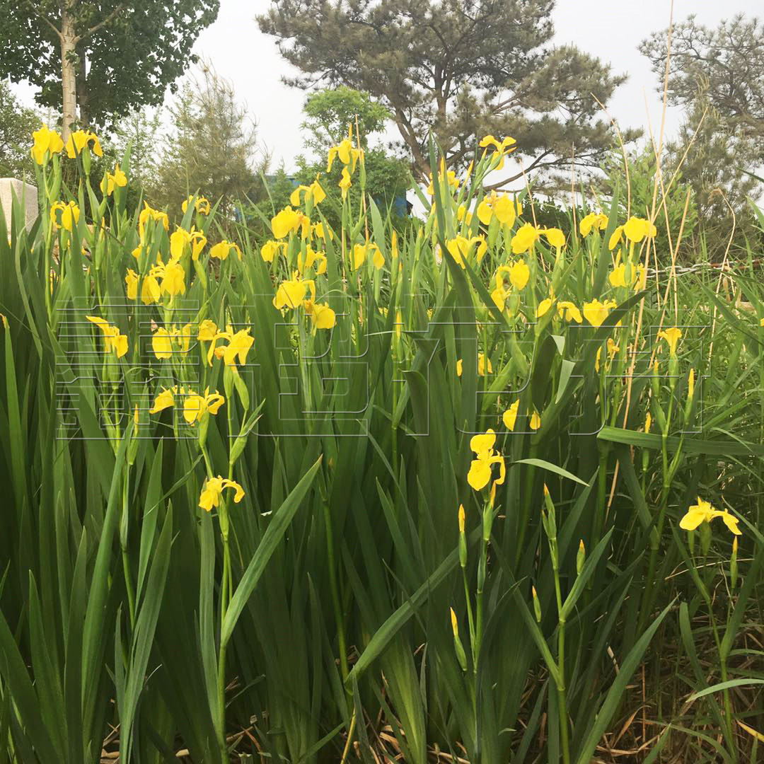黄花鸢尾 水生植物黄菖蒲 湿地绿化 德国鸢尾 青州花卉供应