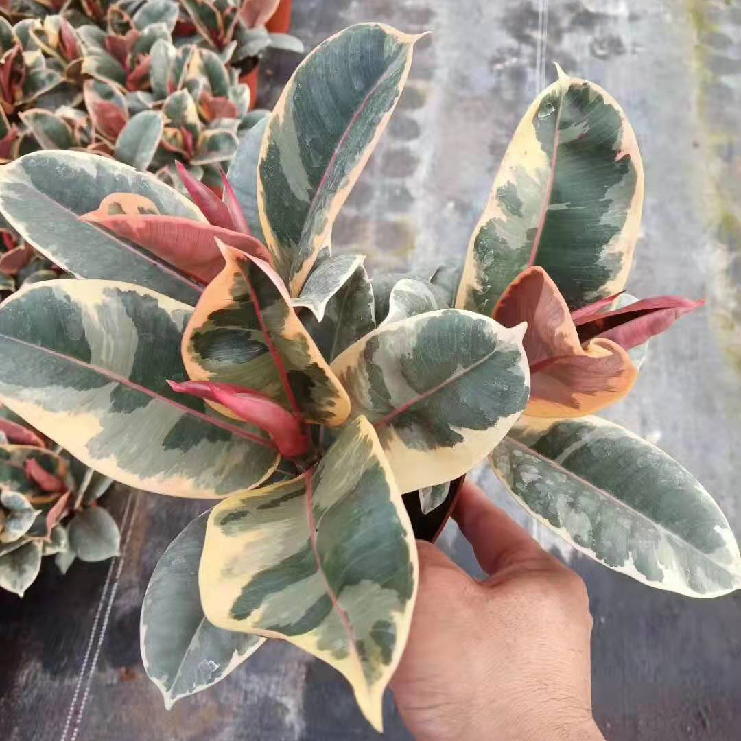 【基地直供】观赏小盆栽花卉植物室内吸甲醛净化空气 150花金刚