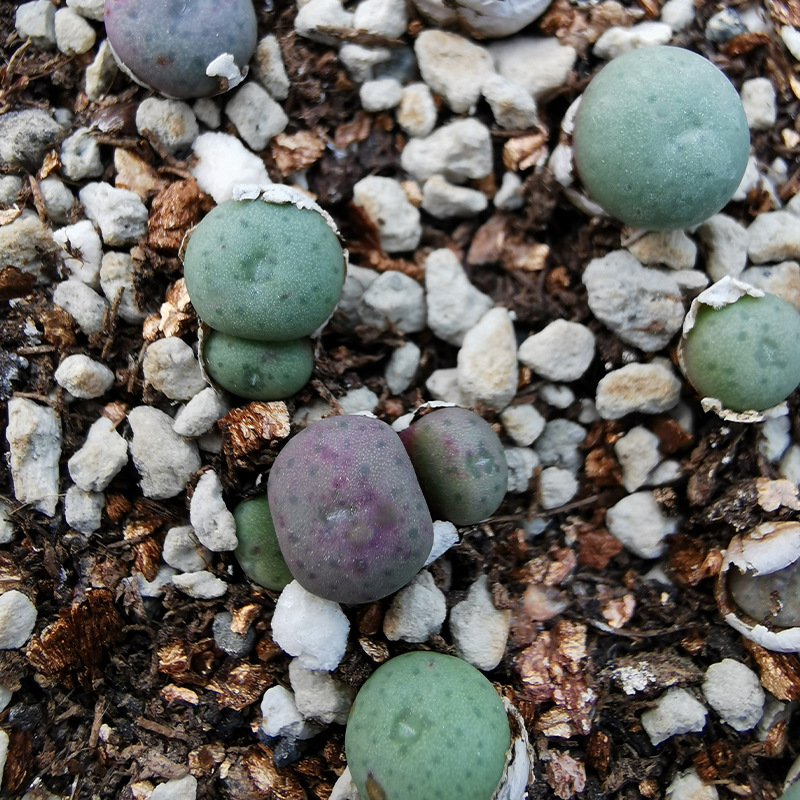 红花小槌群生肉锥大饼小锤紫花 生石花多肉植物一年半