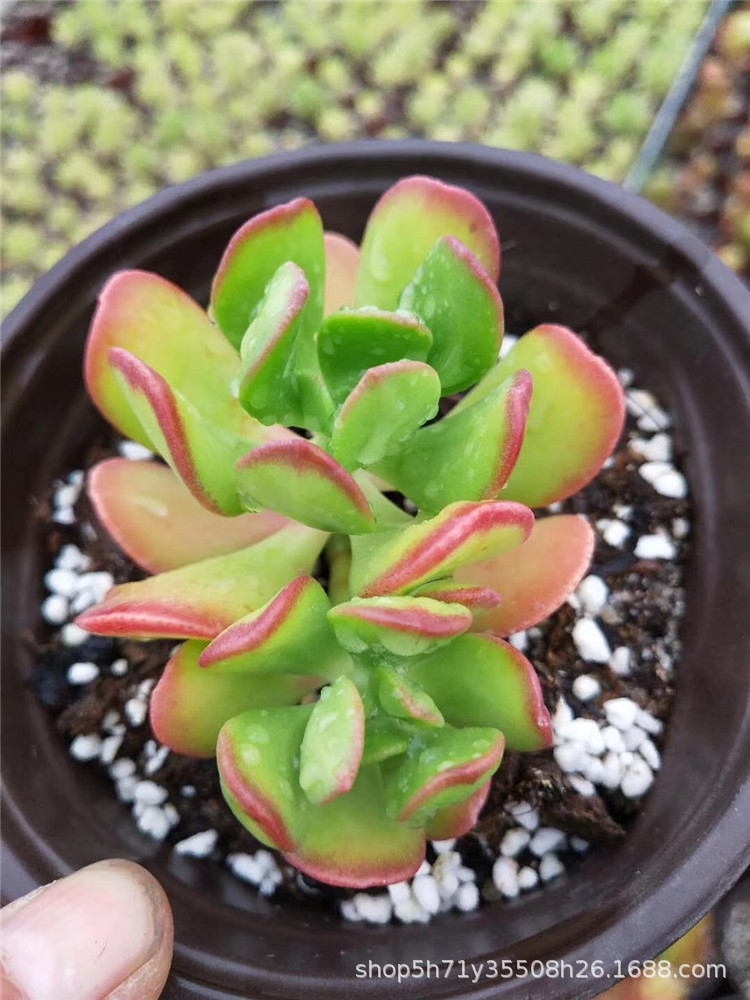 0088多肉植物大棚批发盆栽达摩宝珠双头多肉品种状态实拍发