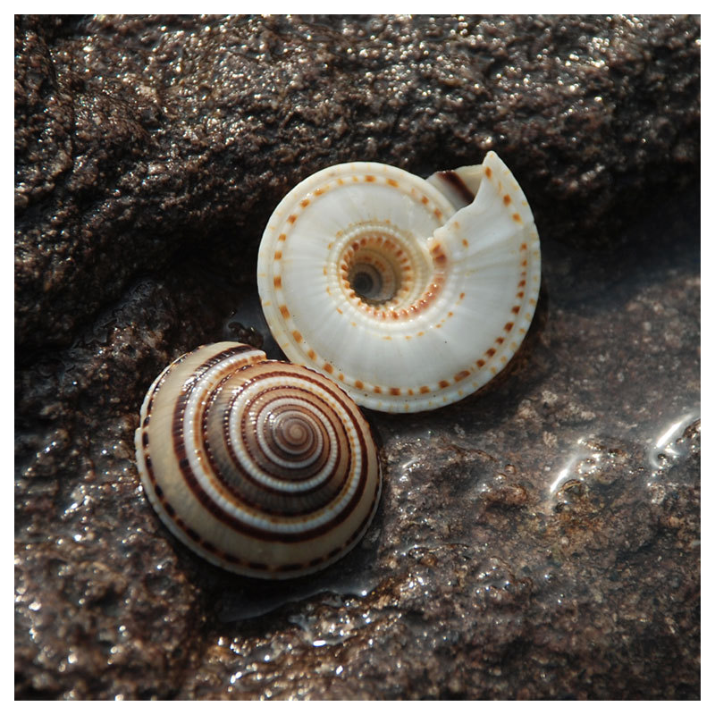 车轮螺天然海螺贝壳 装饰 鱼缸造景 鲜花资材 diy手工画草帽 标本