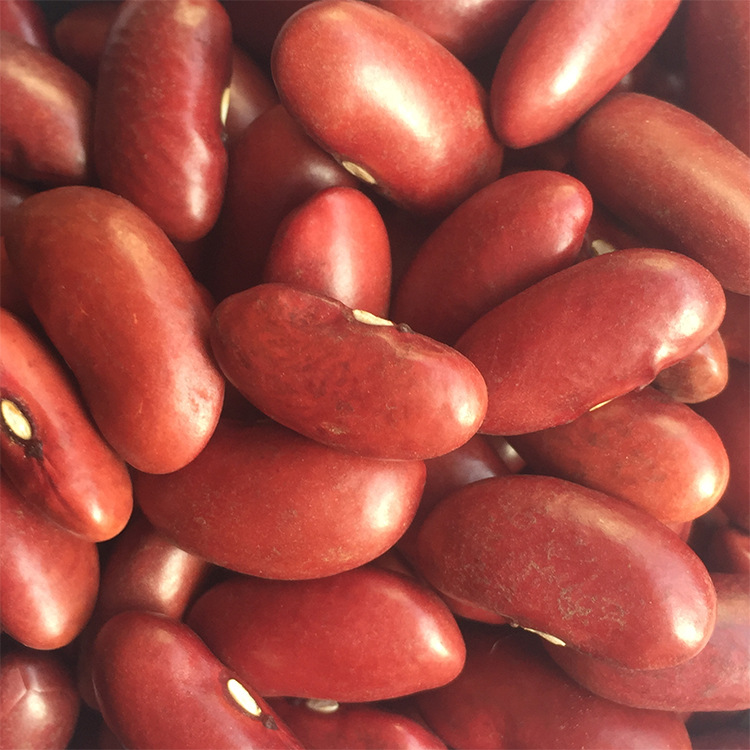 19年 精选红腰豆