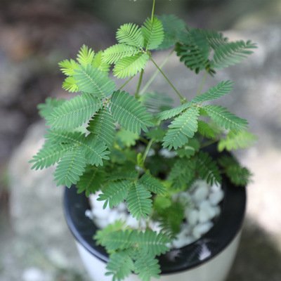 含羞草盆栽 植物 室内 奇异花草 桌面趣味植物 害羞草带盆 包邮