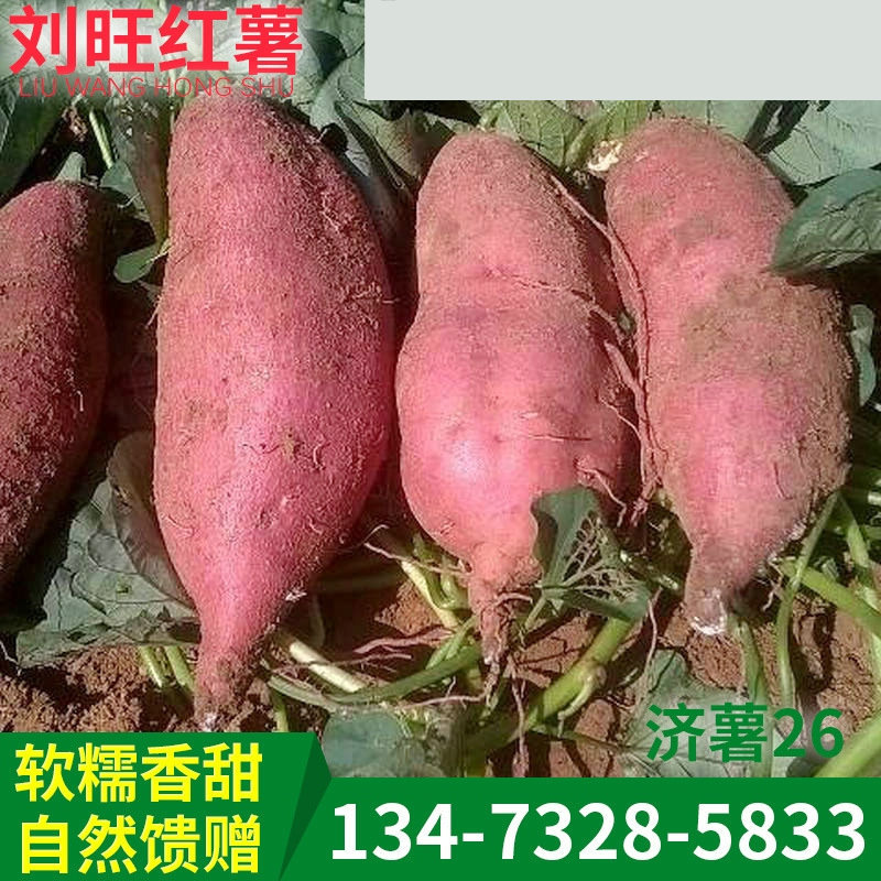 基地供应 新鲜济薯26 农产品红薯 红薯地瓜批发-阿里巴巴