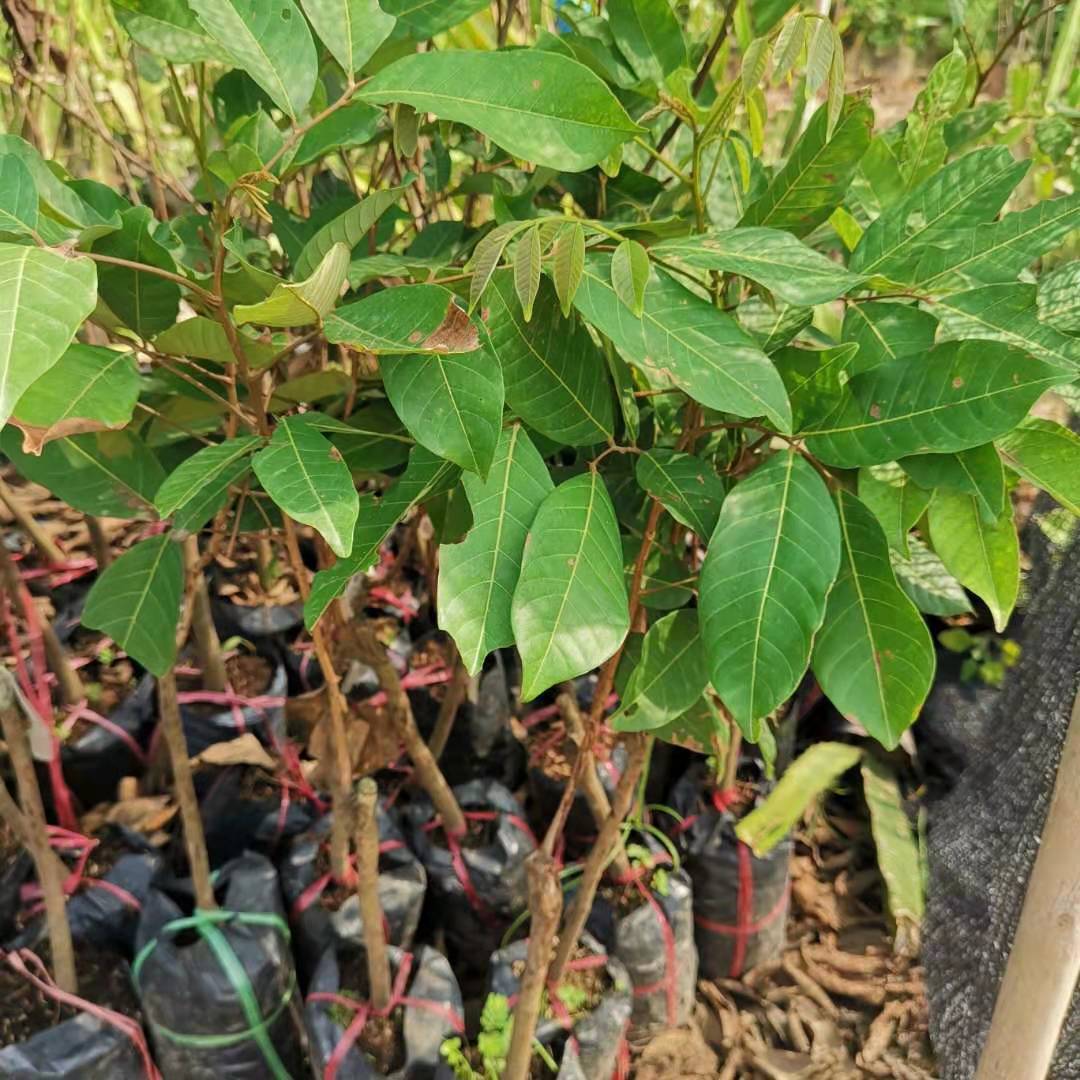 广西产地货源果树苗红毛丹荔枝果树苗带土带叶发货盆栽包邮