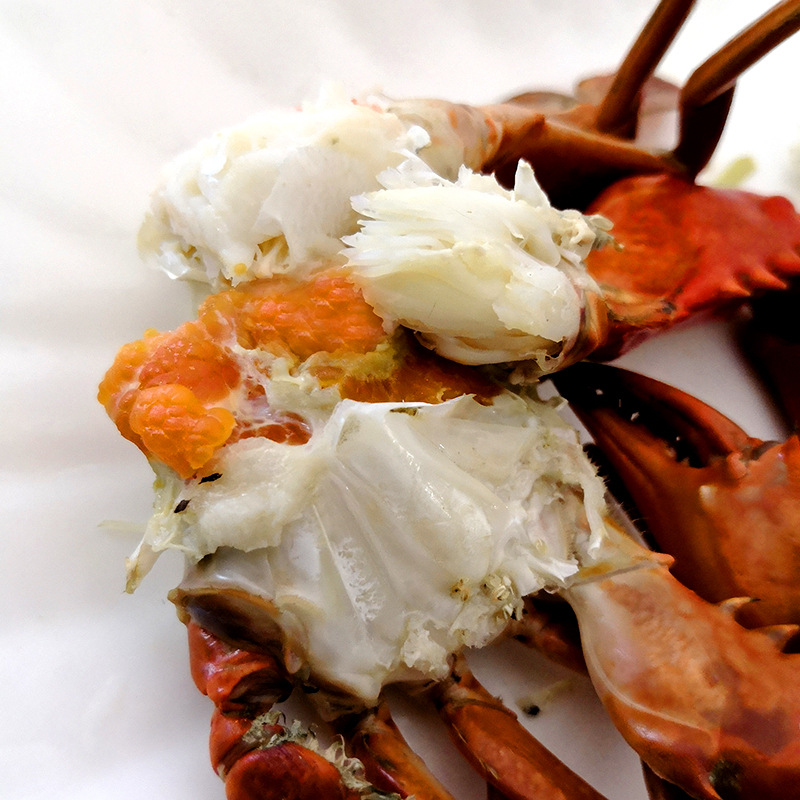 母蟹100克缅甸孟加拉蟹肉蟹青蟹顺丰发货包活包邮 量小享受批发价