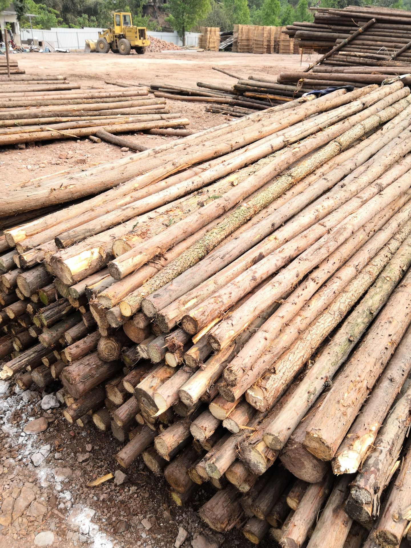 直供 山场山坡绿化杉木撑杆 小原木小头8公分 4米长 园林木杆撑