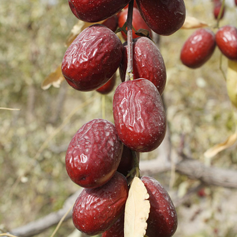 新疆天山雪红枣 新疆灰枣2500g免洗若羌灰枣包邮5斤装非和田大枣